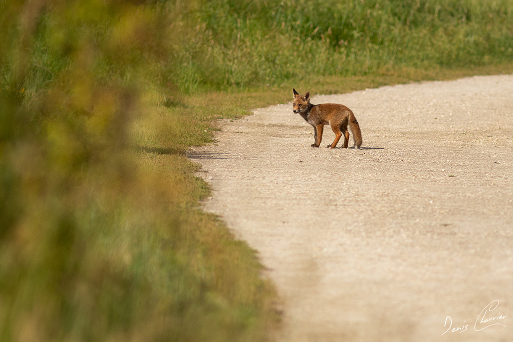Renardeau sur un chemin